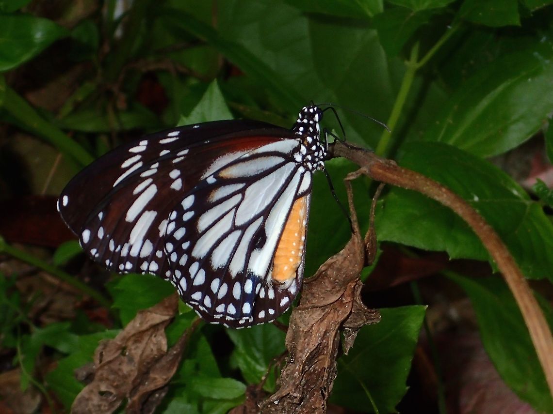 White Tiger Butterfly - Danaus melanippus edmondii This is a White Tiger Butterfly of the sub-species Danaus melanippus edmondii Butterfly,Danaus melanippus edmondii,Geotagged,Philippines,Philippines White Tiger,Quezon,Summer,White Tiger,White Tiger Butterfly