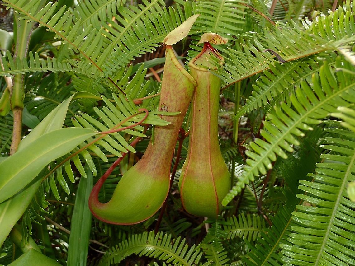 Cheers! Probably one of the most common Pitcher Plant in Philippines, this is Nepenthes alata.<br />
Saw them by the thousands during this hiking trip. Geotagged,Nepenthes,Nepenthes alata,Philippines,Pitcher Plant,Quezon,Summer