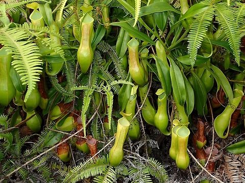 Pitcher Plnts - Nepenthes alata This picture shows the abundance of this Pitcher Plants - Nepenthes alata. Geotagged,Nepenthes,Nepenthes alata,Philippines,Pitcher Plant,Quezon,Summer