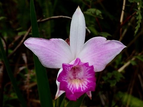 Bamboo Orchid  Arundina graminifolia,Bamboo orchid,Geotagged,Orchid,Philippines,Quezon,Summer