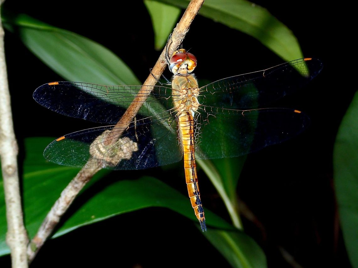 Dragonfly Dragonfly, resting at night. Dragonfly,Geotagged,Pantala flavescens,Philippines,Quezon,Summer,Wandering Glider