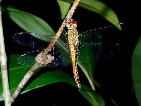 Dragonfly Dragonfly, resting at night. Dragonfly,Geotagged,Pantala flavescens,Philippines,Quezon,Summer,Wandering Glider