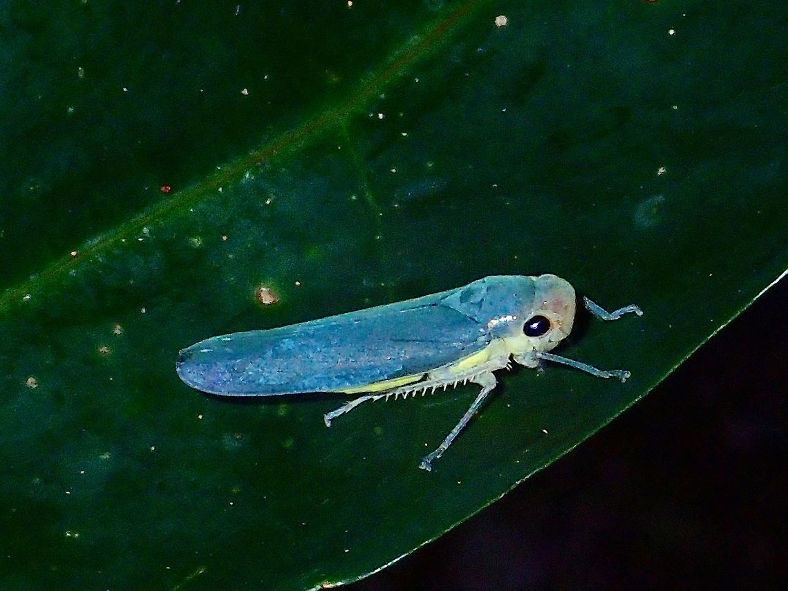 Blue Hopper This tiny Hopper is blueish in colour. Blue Leafhopper,Geotagged,Hopper,Philippines,Poochara cumatilis,Quezon,Summer