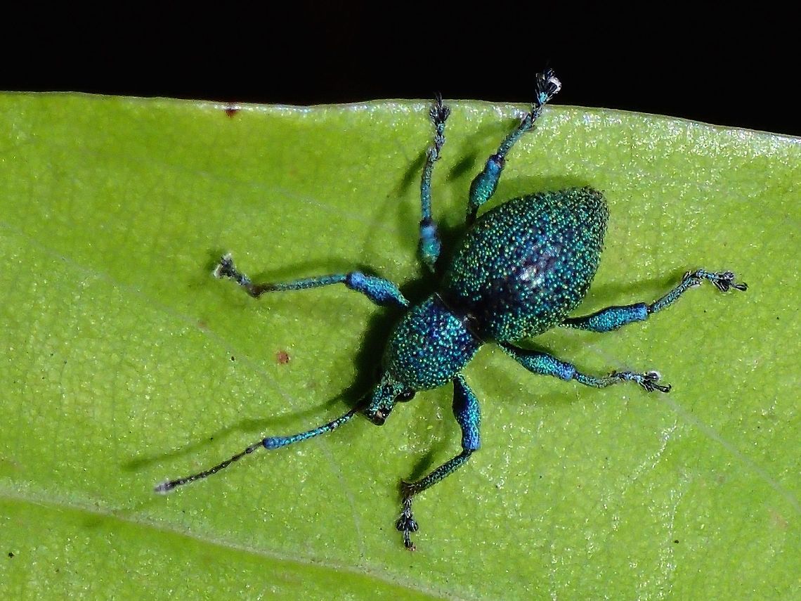 Weevil This Weevil looks like it has a bursts of tiny spots of yellow, green and blue all over it. Geotagged,Philippines,Quezon,Summer,Weevil