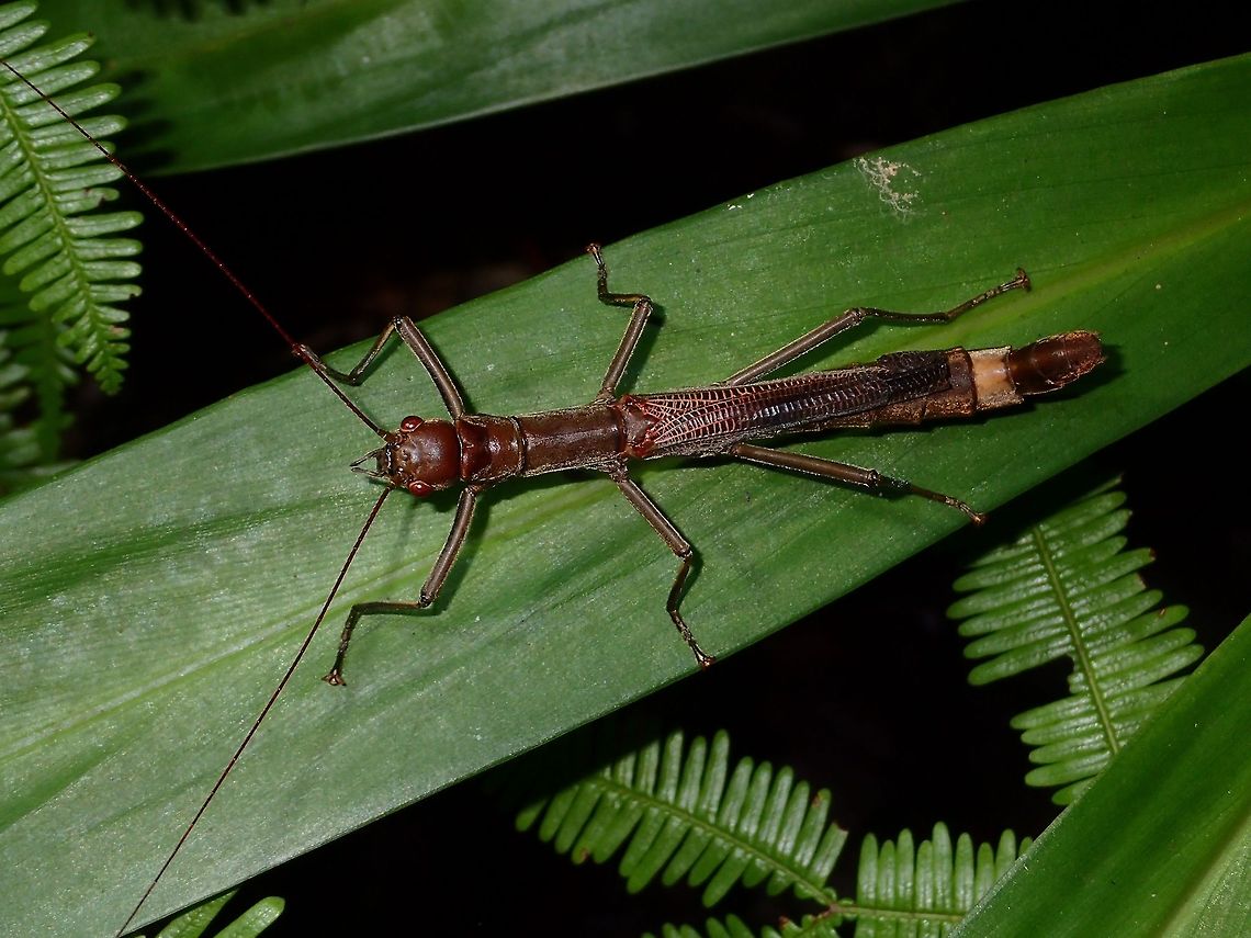 Chocolate Stick This is a female Phasmid of the species Orthomeria pandora.<br />
She is mostly all brown in colour except for a lighter band on the second last segment of her abdomen.<br />
Her wings are shortened, thus not capable of flight. The Male of this species has full wings and is capable of short flights.<br />
The genus Orthomeria is under the family of Aschiphasmatidae, where the species from them are known to have glands behind the head and is capable of spraying as a defensive mechanism.  This spray can be irritating to the human eyes, but could probably be more potent against other smaller (compared to humans) predators like frogs, lizards and birds.<br />
<br />
Male of this species can be seen here :<br />
<br />
<figure class="photo"><a href="https://www.jungledragon.com/image/45238/stick_insect_phasmid_-_orthomeria_pandora.html" title="Stick Insect, Phasmid - Orthomeria pandora"><img src="https://s3.amazonaws.com/media.jungledragon.com/images/2994/45238_thumb.JPG?AWSAccessKeyId=05GMT0V3GWVNE7GGM1R2&Expires=1767225610&Signature=0YOKEUNfA9E47JqkgqmTpWZp2K8%3D" width="200" height="134" alt="Stick Insect, Phasmid - Orthomeria pandora This is a Male Phasmid of the species Orthomeria pandora.<br />
He has band of yellow in his wings.<br />
<br />
The Female of this species can be seen here :<br />
<br />
https://www.jungledragon.com/image/45201/chocolate_stick.html<br />
 Geotagged,Orthomeria pandora,Phasmid,Philippines,Quezon,Stick Insect,Summer" /></a></figure><br />
 Geotagged,Orthomeria pandora,Phasmid,Philippines,Quezon,Stick Insect,Summer