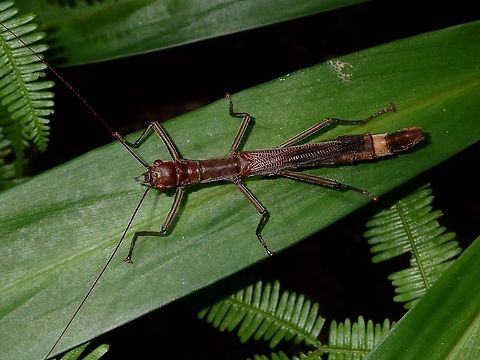 Chocolate Stick This is a female Phasmid of the species Orthomeria pandora.
She is mostly all brown in colour except for a lighter band on the second last segment of her abdomen.
Her wings are shortened, thus not capable of flight. The Male of this species has full wings and is capable of short flights.
The genus Orthomeria is under the family of Aschiphasmatidae, where the species from them are known to have glands behind the head and is capable of spraying as a defensive mechanism.  This spray can be irritating to the human eyes, but could probably be more potent against other smaller (compared to humans) predators like frogs, lizards and birds.

Male of this species can be seen here :

https://www.jungledragon.com/image/45238/stick_insect_phasmid_-_orthomeria_pandora.html
 Geotagged,Orthomeria pandora,Phasmid,Philippines,Quezon,Stick Insect,Summer