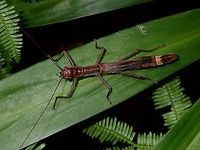 Chocolate Stick This is a female Phasmid of the species Orthomeria pandora.<br />
She is mostly all brown in colour except for a lighter band on the second last segment of her abdomen.<br />
Her wings are shortened, thus not capable of flight. The Male of this species has full wings and is capable of short flights.<br />
The genus Orthomeria is under the family of Aschiphasmatidae, where the species from them are known to have glands behind the head and is capable of spraying as a defensive mechanism.  This spray can be irritating to the human eyes, but could probably be more potent against other smaller (compared to humans) predators like frogs, lizards and birds.<br />
<br />
Male of this species can be seen here :<br />
<br />
https://www.jungledragon.com/image/45238/stick_insect_phasmid_-_orthomeria_pandora.html<br />
 Geotagged,Orthomeria pandora,Phasmid,Philippines,Quezon,Stick Insect,Summer
