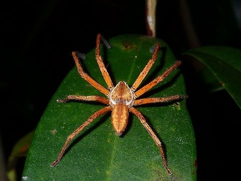 Spider This brightly coloured Spider is quite big in size with robust legs.
It looks like its head is bigger than the abdomen, which is usually the opposite with Spiders. Geotagged,Philippines,Quezon,Spider,Summer