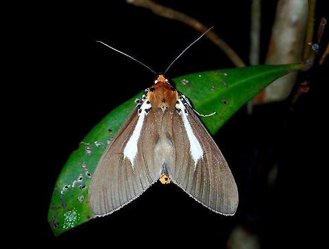 Snouted Tiger Moth - Asota heliconia philippina A fairly common Moth, saw lots of them during my night walk. Asota heliconia,Geotagged,Moth,Philippines,Quezon,Snouted Tiger Moth,Summer