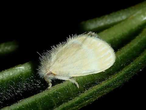 Tussock Moth - Nygmia sp This Tussock Moth is from the genus Nygmia. Geotagged,Moth,Nygmia,Nygmia sp.,Philippines,Quezon,Summer,Tussock Moth,moth week 2018