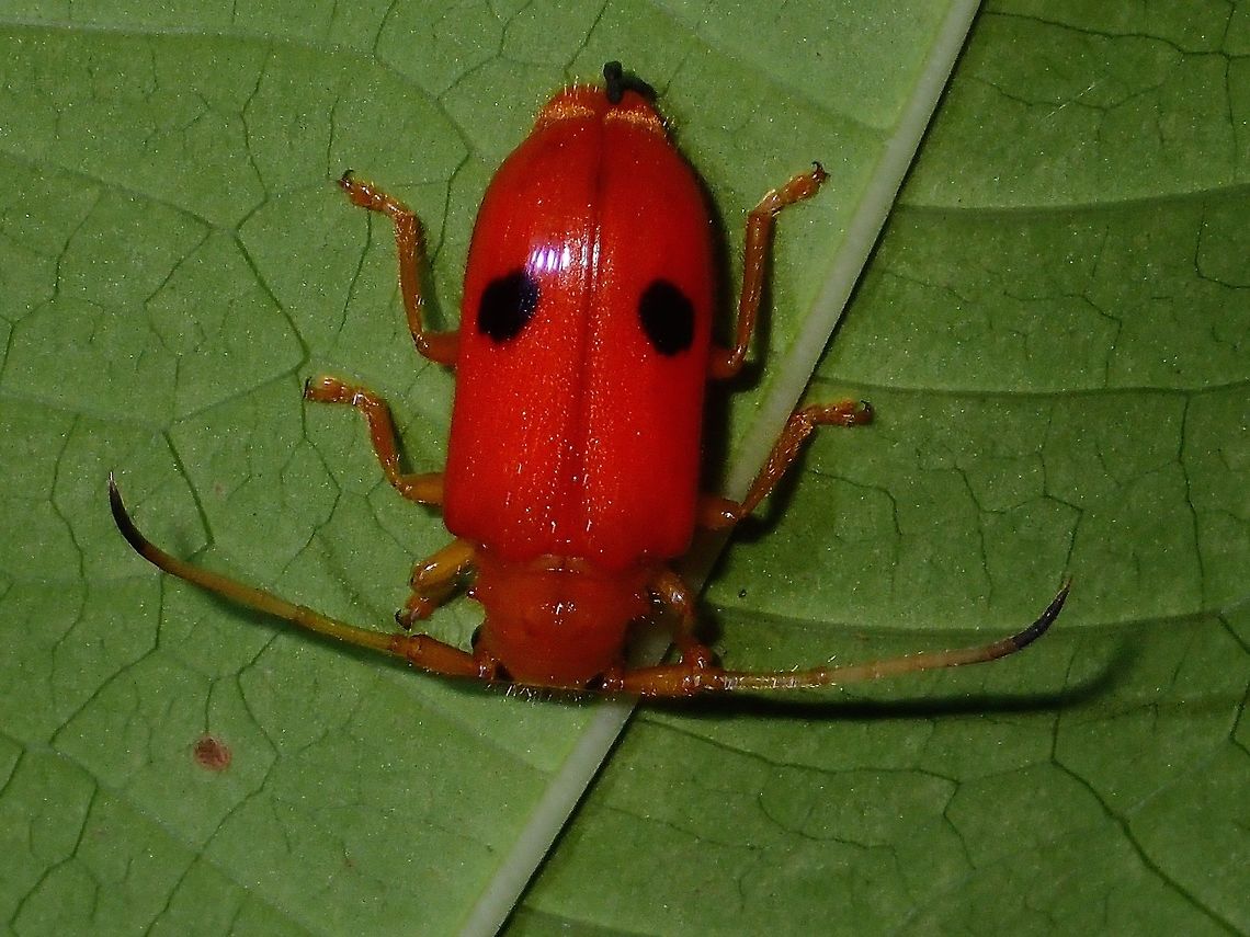 All Red + 2 Black Spots This brightly red Beetle has 2 black spots on its wings.<br />
 Astathes perplexa,Beetle,Geotagged,Philippines,Quezon,Summer