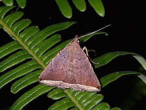 Litter Moth - Simplicia sp This is a Litter Moth from the family of Erebidae Erebidae,Geotagged,Litter Moth,Philippines,Quezon,Simplicia,Simplicia sp,Summer