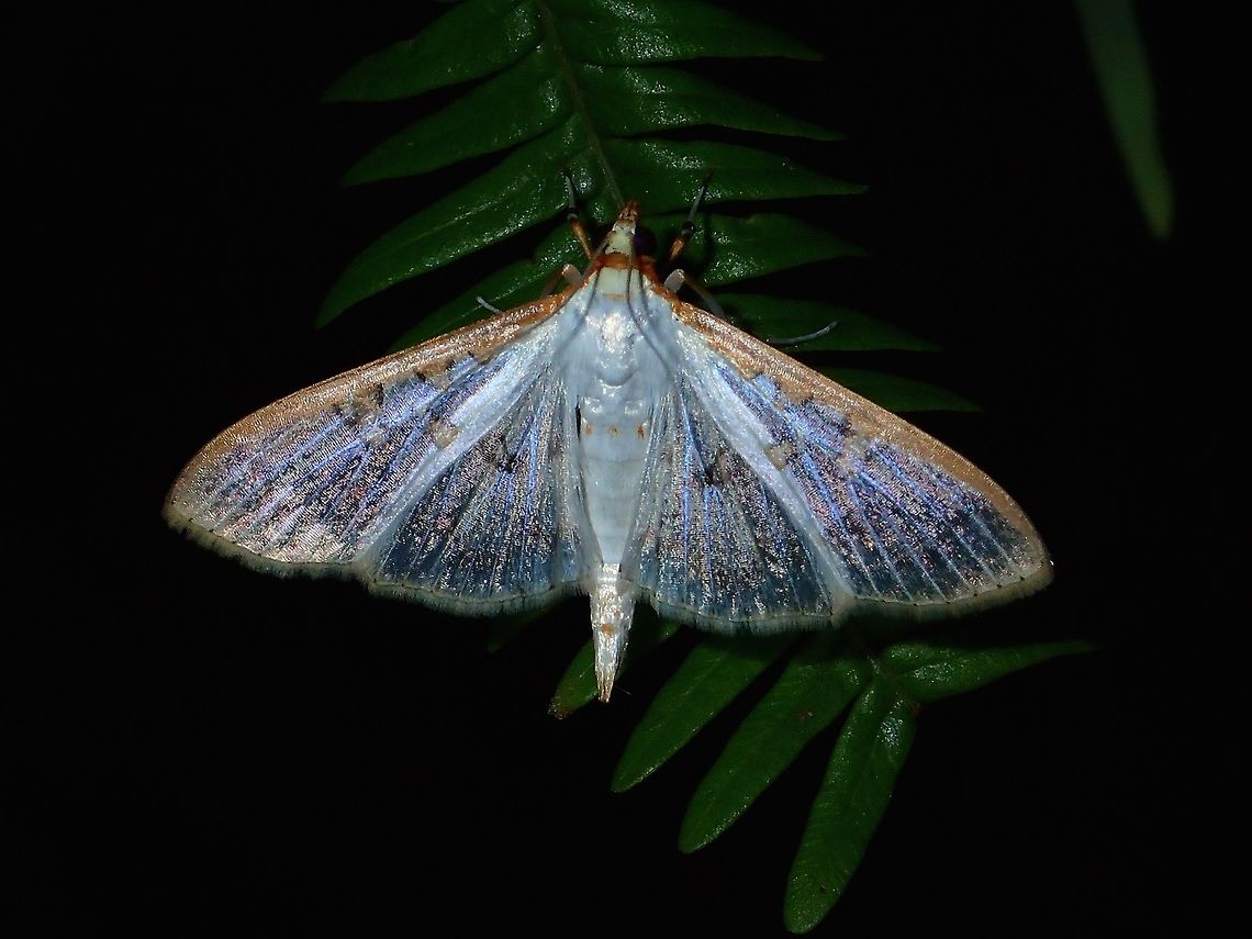 Crambid Moth - Palpita sp This Crambid Moth from the genus Palpita seems to have translucent wings with sparkling 'dust'. Crambid Moth,Geotagged,Moth,Palpita sp,Philippines,Quezon,Summer