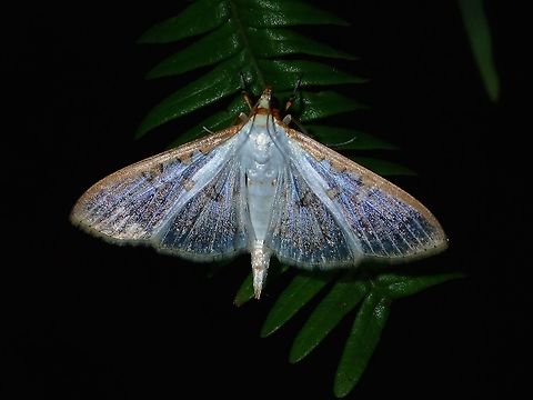 Crambid Moth - Palpita sp This Crambid Moth from the genus Palpita seems to have translucent wings with sparkling 'dust'. Crambid Moth,Geotagged,Moth,Palpita sp,Philippines,Quezon,Summer