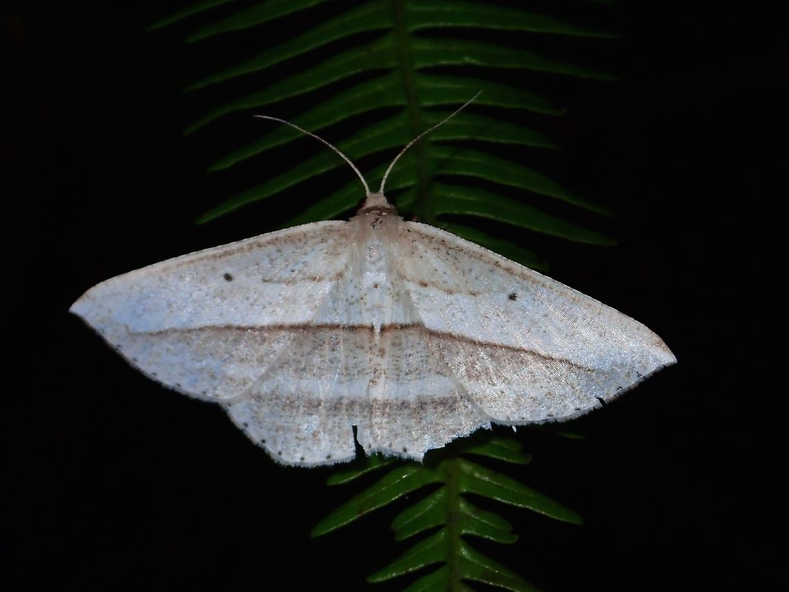Geometrid Moth - Heteralex sp This is a Geometrid Moth from the genus Heteralex. Geometrid Moth,Geotagged,Heteralex sp,Philippines,Quezon,Summer