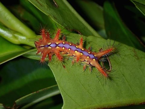 Stinging Nettle Slug Larva - Setora sp This is a Caterpillar of Setora sp.
It has amazing colours and spines.

Update : I was previously given the ID of Setora nitens at one forum, but was just told by another forum specialising in Limacodidae that it is not Setora nitens. Caterpillar,Geotagged,Philippines,Quezon,Setora,Setora sp,Stinging Nettle Slug Larva,Summer