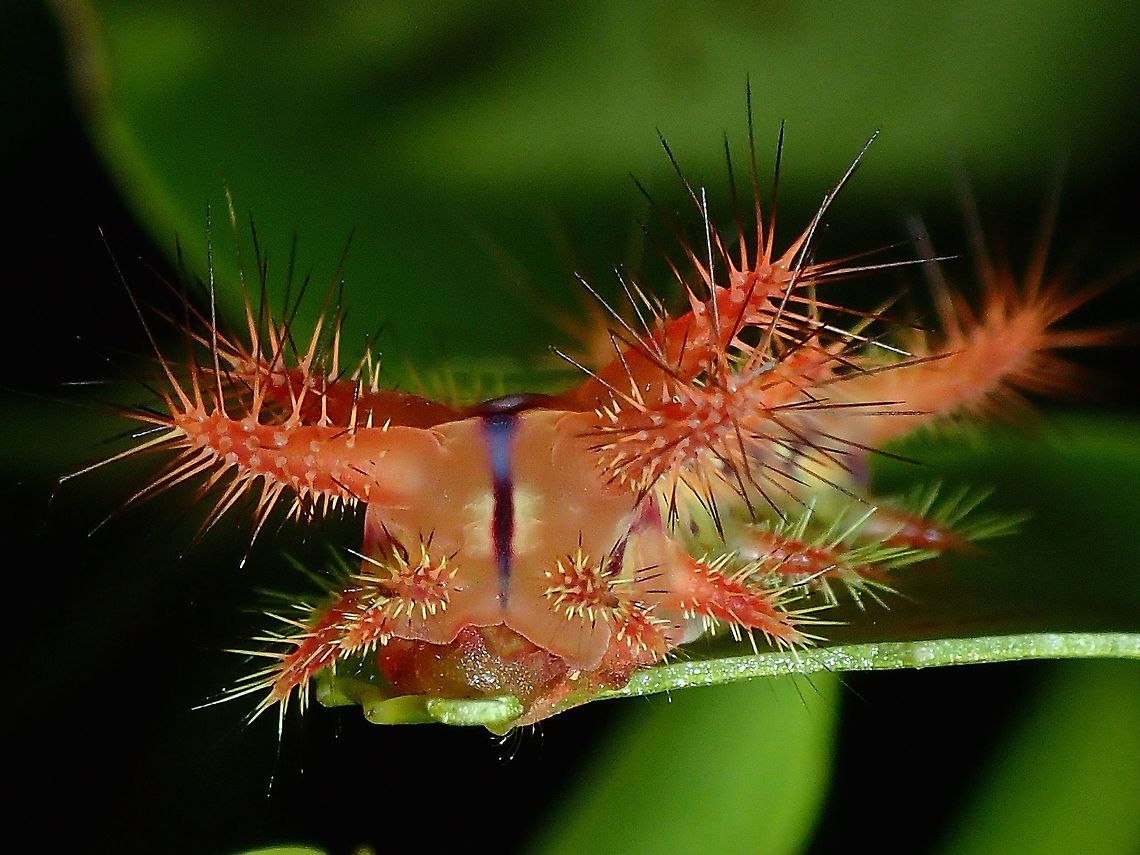 Caterpillar Fireworks! This Caterpillar of Setora sp is very colourful and amazing spines on protrusions all over its body.<br />
<br />
Update : I was previously given the ID of Setora nitens at one forum, but was just told by another forum specialising in Limacodidae that it is not Setora nitens. Geotagged,Philippines,Quezon,Setora,Setora sp,Stinging Nettle Slug Larva,Summer