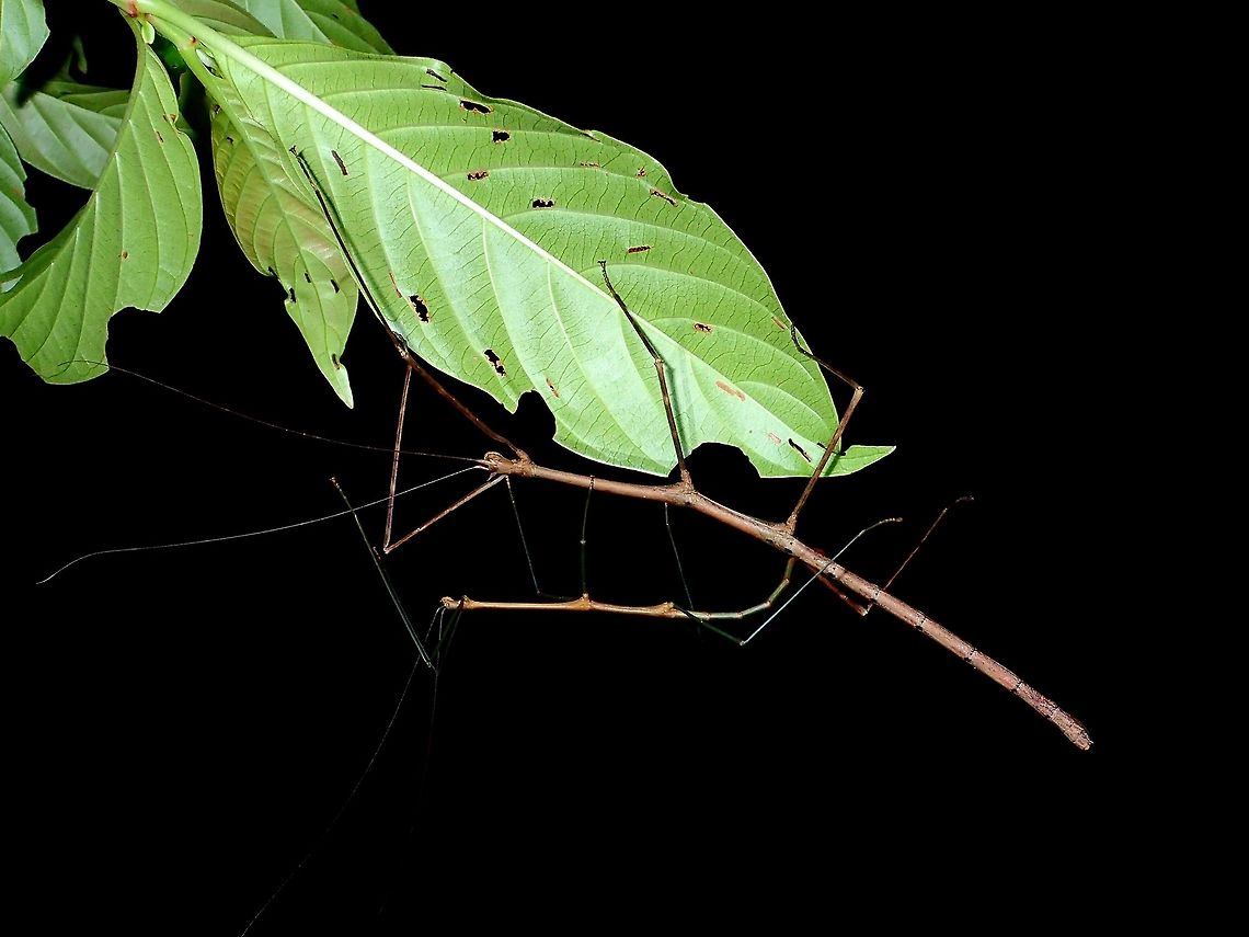Making love to a Stick This is a pair of Phasmid of the species, Lonchodes dalawangsungay.<br />
The Male of Phasmids are usually much smaller than the Females of the same species, usually 2/3rd the size, but sometimes, half the size.<br />
Saw this pair, with the Male trying to copulate with the Female, but he is not getting his end of the abdomen to the right part of the abdomen of the Female!  Talk about clumsy pairings.  In the picture, you can see the Male's end of abdomen is just at the part of the hind legs of the female, he needs to be at the end of the abdomen.<br />
<br />
The species name, dalawangsungay is a local term (Tagalog) for the 2 horns found on the Females.  The Males of this species does not has the 2 horns.<br />
<br />
This is a clearer picture of the Male :<br />
<br />
<figure class="photo"><a href="https://www.jungledragon.com/image/45217/stick_insect_phasmid_-_lonchodes_dalawangsungay.html" title="Stick Insect, Phasmid - Lonchodes dalawangsungay"><img src="https://s3.amazonaws.com/media.jungledragon.com/images/2994/45217_thumb.jpg?AWSAccessKeyId=05GMT0V3GWVNE7GGM1R2&Expires=1769040010&Signature=MasG%2Bjv0Il6W8ugM5Egup5MHraY%3D" width="200" height="150" alt="Stick Insect, Phasmid - Lonchodes dalawangsungay This is a Male Phasmid of the species Lonchodes dalawangsungay.<br />
He has a bit of colours on his thorax and abdomen. Geotagged,Lonchodes dalawangsungay,Phasmid,Philippines,Quezon,Stick Insect,Summer" /></a></figure><br />
<br />
and this is a close-up picture of the Female showing her two tiny horns :<br />
<br />
<figure class="photo"><a href="https://www.jungledragon.com/image/45218/stick_with_2_horns.html" title="Stick with 2 Horns"><img src="https://s3.amazonaws.com/media.jungledragon.com/images/2994/45218_thumb.jpg?AWSAccessKeyId=05GMT0V3GWVNE7GGM1R2&Expires=1769040010&Signature=0eHdAuGgJ79lVuDlzMkchxW%2B38Y%3D" width="200" height="150" alt="Stick with 2 Horns This is a close-up picture of a Female Phasmid of the species Lonchodes dalawangsungay showing the 2 small horns on her head, which gave the species the name - dalawangsungay (meaning 2 horns in local Tagalog language) Geotagged,Lonchodes dalawangsungay,Phasmid,Philippines,Quezon,Stick Insect,Summer" /></a></figure><br />
 Geotagged,Lonchodes dalawangsungay,Phasmid,Philippines,Quezon,Stick Insect,Summer