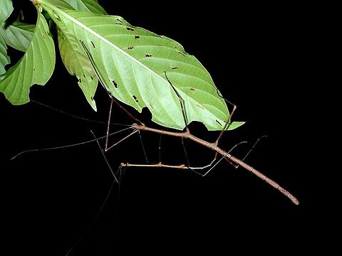 Making love to a Stick This is a pair of Phasmid of the species, Lonchodes dalawangsungay.
The Male of Phasmids are usually much smaller than the Females of the same species, usually 2/3rd the size, but sometimes, half the size.
Saw this pair, with the Male trying to copulate with the Female, but he is not getting his end of the abdomen to the right part of the abdomen of the Female!  Talk about clumsy pairings.  In the picture, you can see the Male's end of abdomen is just at the part of the hind legs of the female, he needs to be at the end of the abdomen.

The species name, dalawangsungay is a local term (Tagalog) for the 2 horns found on the Females.  The Males of this species does not has the 2 horns.

This is a clearer picture of the Male :

https://www.jungledragon.com/image/45217/stick_insect_phasmid_-_lonchodes_dalawangsungay.html

and this is a close-up picture of the Female showing her two tiny horns :

https://www.jungledragon.com/image/45218/stick_with_2_horns.html
 Geotagged,Lonchodes dalawangsungay,Phasmid,Philippines,Quezon,Stick Insect,Summer