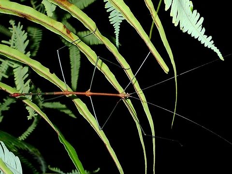 Stick Insect, Phasmid - Lonchodes dalawangsungay This is a Male Phasmid of the species Lonchodes dalawangsungay.
He has a bit of colours on his thorax and abdomen. Geotagged,Lonchodes dalawangsungay,Phasmid,Philippines,Quezon,Stick Insect,Summer