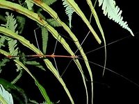 Stick Insect, Phasmid - Lonchodes dalawangsungay This is a Male Phasmid of the species Lonchodes dalawangsungay.<br />
He has a bit of colours on his thorax and abdomen. Geotagged,Lonchodes dalawangsungay,Phasmid,Philippines,Quezon,Stick Insect,Summer