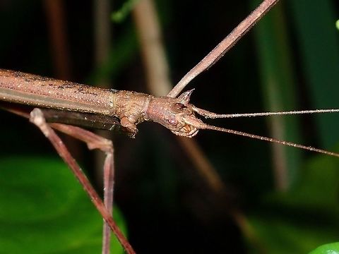 Stick with 2 Horns This is a close-up picture of a Female Phasmid of the species Lonchodes dalawangsungay showing the 2 small horns on her head, which gave the species the name - dalawangsungay (meaning 2 horns in local Tagalog language) Geotagged,Lonchodes dalawangsungay,Phasmid,Philippines,Quezon,Stick Insect,Summer