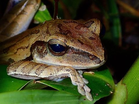 Taking a peek  Frog,Geotagged,Philippines,Quezon,Summer