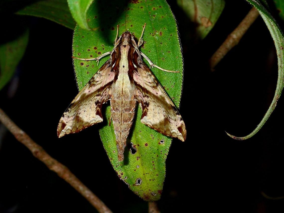 Hawkmoth - Eupanacra elegantulus A nicely patterned Hawkmoth - Eupanacra elegantulus, smaller in size compared to other Hawkmoths. Eupanacra elegantulus,Geotagged,Hawkmoth,Philippines,Quezon,Summer
