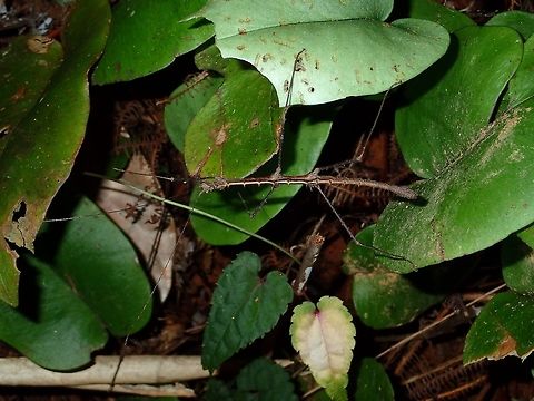 Stick Insect, Phasmid - Stenobrimus bolivari This is a Male Phasmid of the species Stenobrimus bolivari.
They have rows of spines running from its thorax to its abdomen.

This is a close-up of the same Phasmid :

https://www.jungledragon.com/image/45228/stick_insect_phasmid_-_stenobrimus_bolivari.html Geotagged,Phasmid,Philippines,Quezon,Stenobrimus bolivari,Stick Insect,Summer