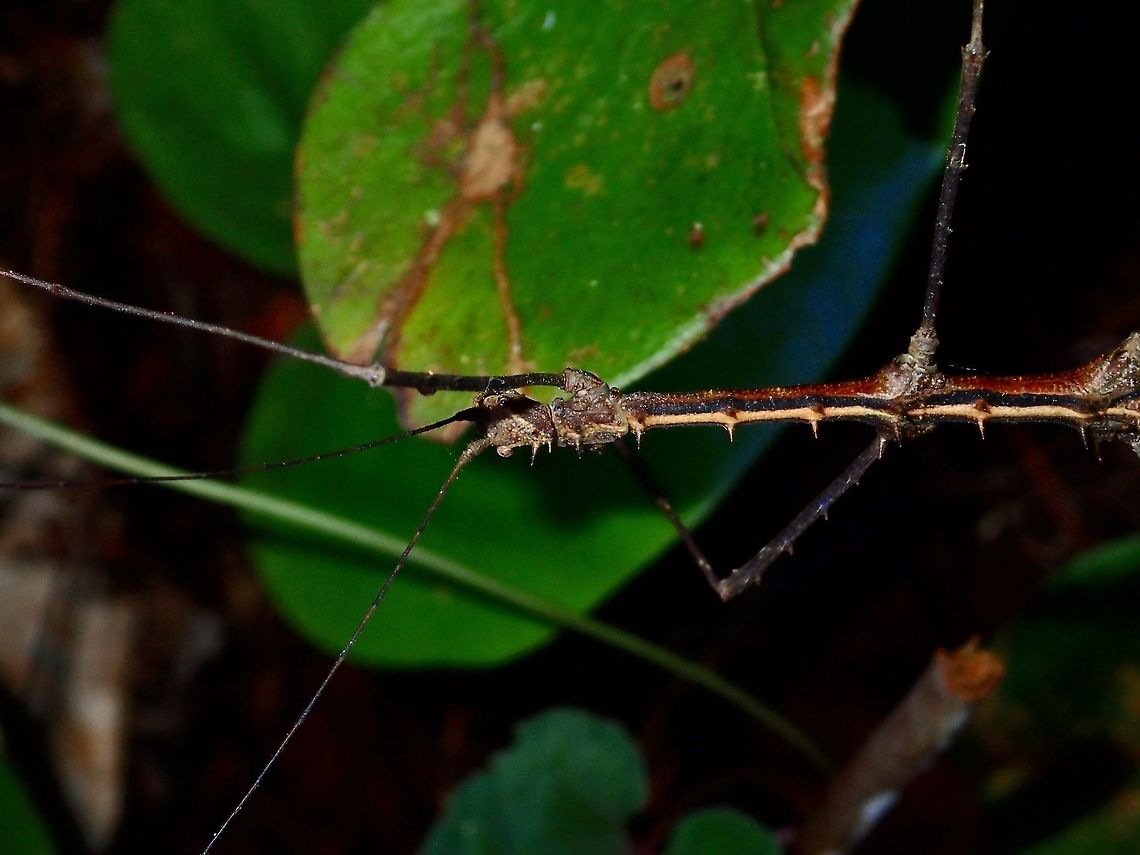 Stick Insect, Phasmid - Stenobrimus bolivari This is a close-up of the male Phasmid - Stenobrimus bolivari.<br />
He has bands of black and yellow on his side. Geotagged,Philippines,Stenobrimus bolivari,Summer
