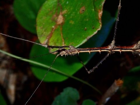 Stick Insect, Phasmid - Stenobrimus bolivari This is a close-up of the male Phasmid - Stenobrimus bolivari.
He has bands of black and yellow on his side. Geotagged,Philippines,Stenobrimus bolivari,Summer