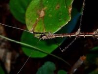 Stick Insect, Phasmid - Stenobrimus bolivari This is a close-up of the male Phasmid - Stenobrimus bolivari.<br />
He has bands of black and yellow on his side. Geotagged,Philippines,Stenobrimus bolivari,Summer