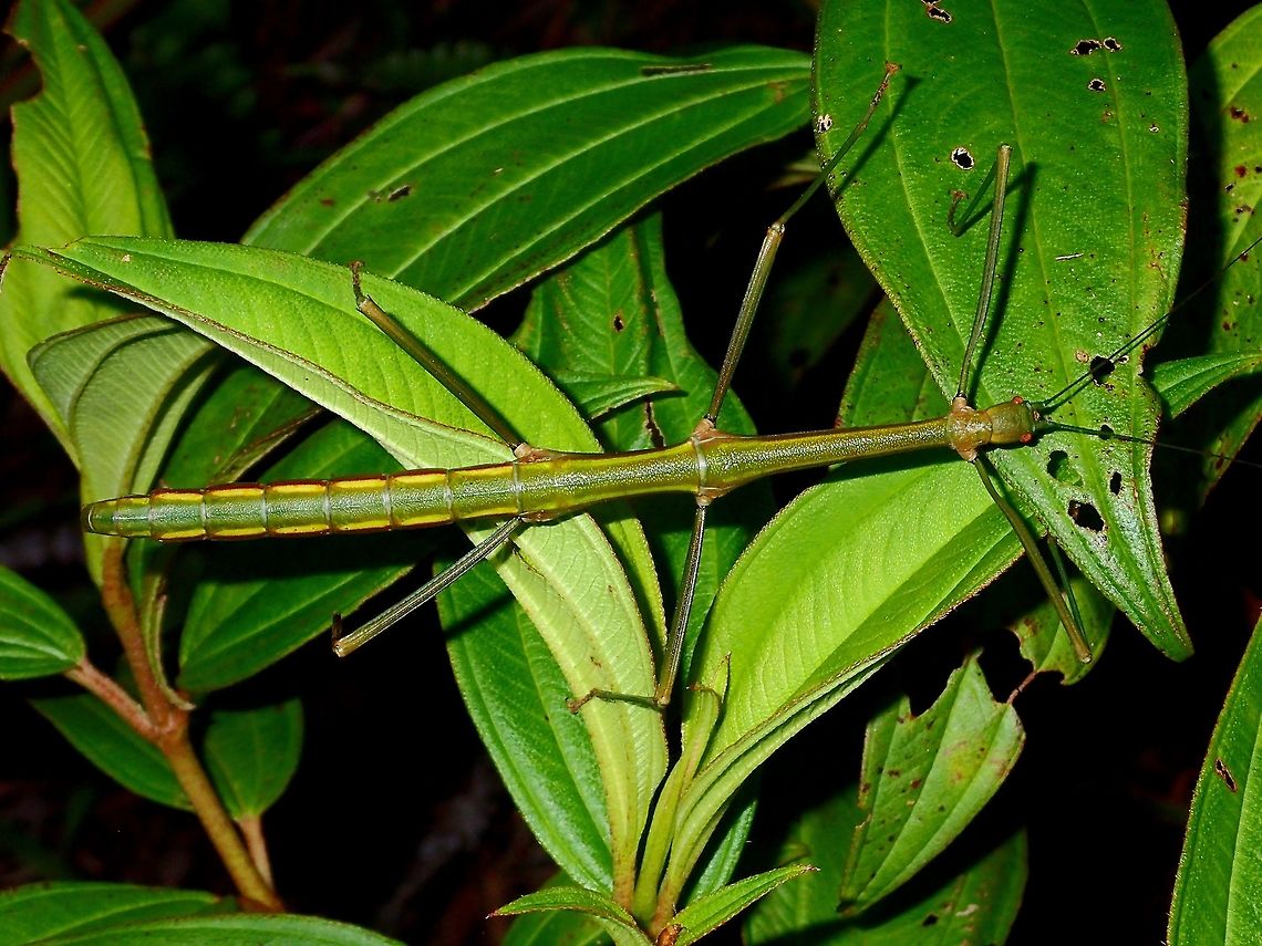 Stick Insect, Phasmid - Periphetes quezonicus This is a Female Phasmid of the species Periphetes quezonicus.<br />
She is not too colourful, with a bit of yellow bands on her side.<br />
The Male of this species are much more colourful.  Didn't see the Males on this trip, but have seen it before and will post the picture from previous trips.<br />
<br />
The name of the species quezonicus relates to the location where they are found i.e. the province of Quezon.<br />
<br />
This is a picture of a pair of them, with the Male in brighter colours :<br />
<br />
<figure class="photo"><a href="https://www.jungledragon.com/image/45235/pair_of_phasmids_-_periphetes_quezonicus.html" title="Pair of Phasmids - Periphetes quezonicus"><img src="https://s3.amazonaws.com/media.jungledragon.com/images/2994/45235_thumb.JPG?AWSAccessKeyId=05GMT0V3GWVNE7GGM1R2&Expires=1769040010&Signature=G6JoYuR%2FWiUl%2FxX8u6RkOqrNaEs%3D" width="200" height="134" alt="Pair of Phasmids - Periphetes quezonicus This is a pair of Phasmids of the species Periphetes quezonicus.<br />
The smaller Male has brighter colours Geotagged,Periphetes quezonicus,Phasmid,Philippines,Quezon,Spring,Stick Insect" /></a></figure><br />
 Geotagged,Periphetes quezonicus,Phasmid,Philippines,Quezon,Stick Insect,Summer