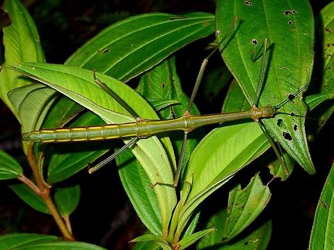 Stick Insect, Phasmid - Periphetes quezonicus This is a Female Phasmid of the species Periphetes quezonicus.
She is not too colourful, with a bit of yellow bands on her side.
The Male of this species are much more colourful.  Didn't see the Males on this trip, but have seen it before and will post the picture from previous trips.

The name of the species quezonicus relates to the location where they are found i.e. the province of Quezon.

This is a picture of a pair of them, with the Male in brighter colours :

https://www.jungledragon.com/image/45235/pair_of_phasmids_-_periphetes_quezonicus.html
 Geotagged,Periphetes quezonicus,Phasmid,Philippines,Quezon,Stick Insect,Summer