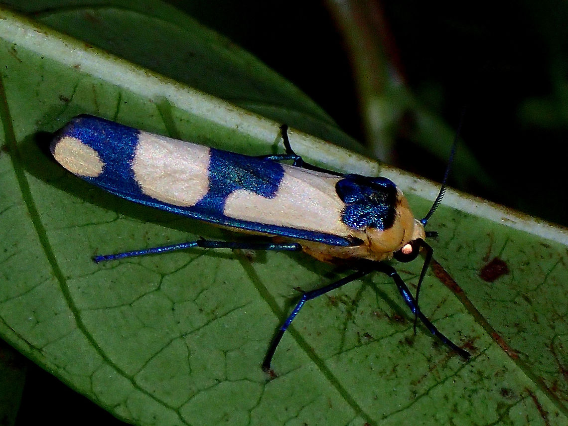In Blue This is a Lichen Moth, its the same species of Moth I saw earlier this month in Malaysia.<br />
Prior to that, have not seen this Moth before, so it was rather surprising to me.<br />
<br />
On this particular picture, you can see the scales are blue in colour.  In subsequent pictures, the Moth moved and the colour of the scales changed to black, its probably due to the different angle I took the picture and how the light hits the scales that reflects different colours, truly amazing to me :)<br />
<br />
The other picture showing it in black :<br />
<br />
<figure class="photo"><a href="https://www.jungledragon.com/image/45232/in_black.html" title="In Black"><img src="https://s3.amazonaws.com/media.jungledragon.com/images/2994/45232_thumb.jpg?AWSAccessKeyId=05GMT0V3GWVNE7GGM1R2&Expires=1770854410&Signature=YNOJ86ozUCIBFRcs56Jq5%2F%2FpNWQ%3D" width="200" height="152" alt="In Black This is the same Lichen Moth - Oeonistis altica from the previous Spotting and from a different angle, the scales reflected the light differently and its black in this picture instead of blue.<br />
<br />
The other picture showing it in blue :<br />
<br />
https://www.jungledragon.com/image/45231/in_blue.html Geotagged,Lichen Moth,Moth,Oeonistis altica,Philippines,Quezon,Summer" /></a></figure><br />
 Geotagged,Lichen Moth,Moth,Oeonistis altica,Philippines,Quezon,Summer