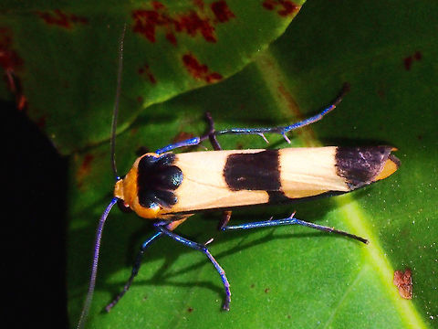In Black This is the same Lichen Moth - Oeonistis altica from the previous Spotting and from a different angle, the scales reflected the light differently and its black in this picture instead of blue.

The other picture showing it in blue :

https://www.jungledragon.com/image/45231/in_blue.html Geotagged,Lichen Moth,Moth,Oeonistis altica,Philippines,Quezon,Summer