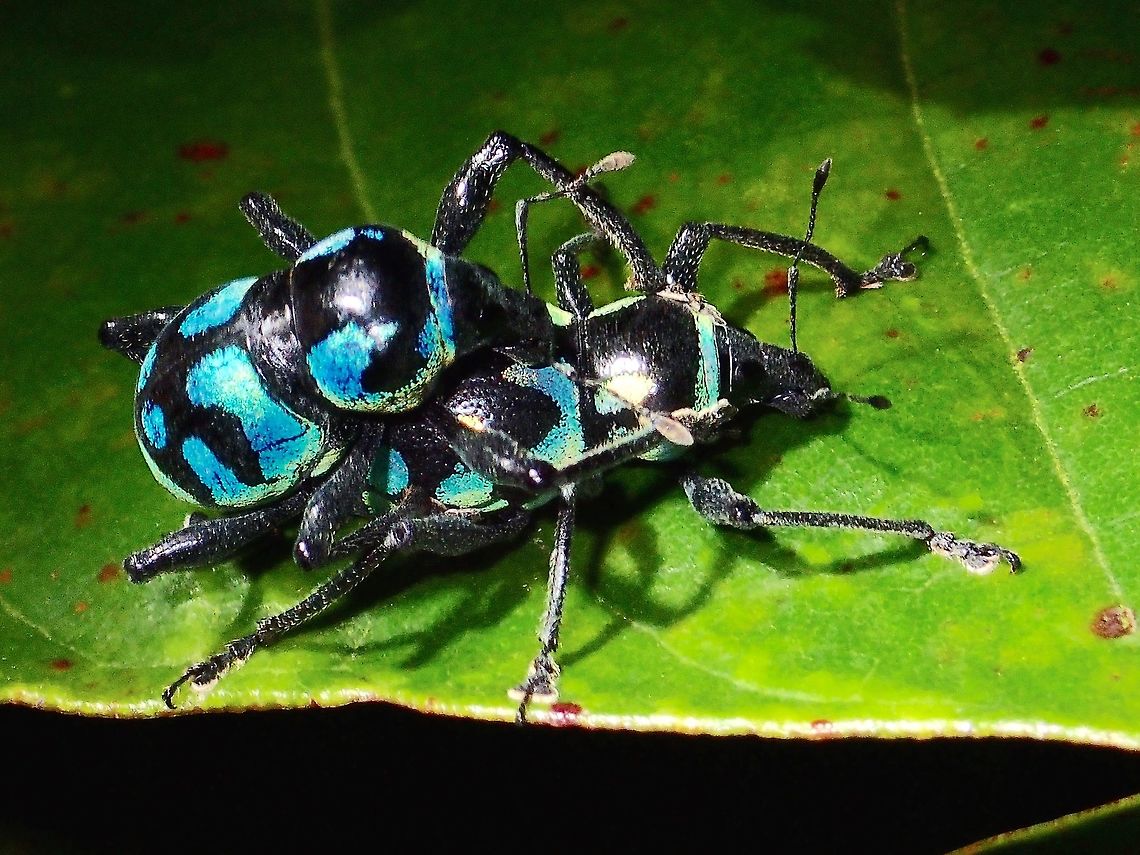 Blue riding Blue - Metapocyrtus sp. This Blue Weevils are very striking at night as the blue is very shiny and reflective of light.<br />
Looks like this 2 are having some good fun :D Geotagged,Metapocyrtus,Metapocyrtus sp,Philippines,Quezon,Summer,Weevil