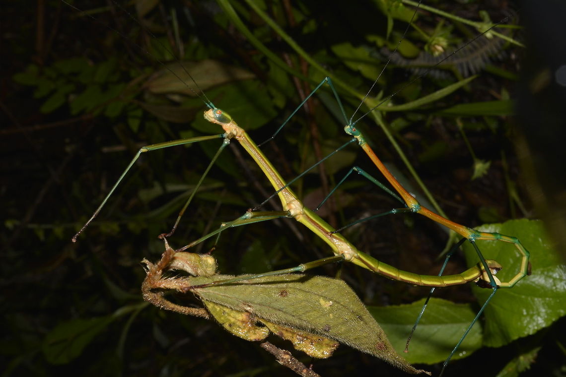 Pair of Phasmids - Periphetes quezonicus This is a pair of Phasmids of the species Periphetes quezonicus.<br />
The smaller Male has brighter colours Geotagged,Periphetes quezonicus,Phasmid,Philippines,Quezon,Spring,Stick Insect