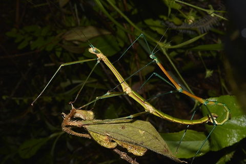 Pair of Phasmids - Periphetes quezonicus This is a pair of Phasmids of the species Periphetes quezonicus.
The smaller Male has brighter colours Geotagged,Periphetes quezonicus,Phasmid,Philippines,Quezon,Spring,Stick Insect