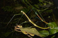 Pair of Phasmids - Periphetes quezonicus This is a pair of Phasmids of the species Periphetes quezonicus.<br />
The smaller Male has brighter colours Geotagged,Periphetes quezonicus,Phasmid,Philippines,Quezon,Spring,Stick Insect