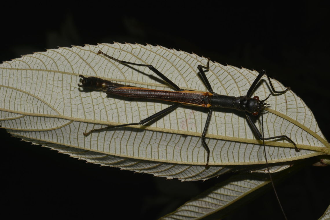 Stick Insect, Phasmid - Orthomeria pandora This is a Male Phasmid of the species Orthomeria pandora.<br />
He has band of yellow in his wings.<br />
<br />
The Female of this species can be seen here :<br />
<br />
<figure class="photo"><a href="https://www.jungledragon.com/image/45201/chocolate_stick.html" title="Chocolate Stick"><img src="https://s3.amazonaws.com/media.jungledragon.com/images/2994/45201_thumb.jpg?AWSAccessKeyId=05GMT0V3GWVNE7GGM1R2&Expires=1759968010&Signature=6jcEcvftwCzidv3ihWVlOcytqGk%3D" width="200" height="150" alt="Chocolate Stick This is a female Phasmid of the species Orthomeria pandora.<br />
She is mostly all brown in colour except for a lighter band on the second last segment of her abdomen.<br />
Her wings are shortened, thus not capable of flight. The Male of this species has full wings and is capable of short flights.<br />
The genus Orthomeria is under the family of Aschiphasmatidae, where the species from them are known to have glands behind the head and is capable of spraying as a defensive mechanism.  This spray can be irritating to the human eyes, but could probably be more potent against other smaller (compared to humans) predators like frogs, lizards and birds.<br />
<br />
Male of this species can be seen here :<br />
<br />
https://www.jungledragon.com/image/45238/stick_insect_phasmid_-_orthomeria_pandora.html<br />
 Geotagged,Orthomeria pandora,Phasmid,Philippines,Quezon,Stick Insect,Summer" /></a></figure><br />
 Geotagged,Orthomeria pandora,Phasmid,Philippines,Quezon,Stick Insect,Summer