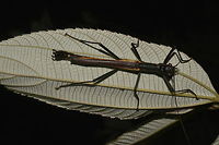 Stick Insect, Phasmid - Orthomeria pandora This is a Male Phasmid of the species Orthomeria pandora.<br />
He has band of yellow in his wings.<br />
<br />
The Female of this species can be seen here :<br />
<br />
https://www.jungledragon.com/image/45201/chocolate_stick.html<br />
 Geotagged,Orthomeria pandora,Phasmid,Philippines,Quezon,Stick Insect,Summer