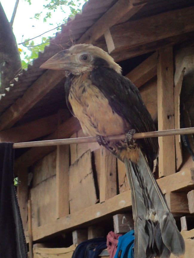 Endangered Juvenile Visayan Hornbill - Penelopides panini First time to see this Hornbill in the same hiking trail that I have visited in the last 3 years.<br />
However, this juvenile seems to be kept by someone in a remote village.  It is not tied with rope or kept in cages but it seems not to be wild, perching on a clothes line next to the villager&#039;s house.  I saw it flew in short distance and allows me to get within a meter&#039;s distance but the villagers asked me not to go near it.<br />
<br />
I am not 100% sure if its Visayan Hornbill - Penelopides panini but if the ID is correct, then this species is classified as Endagered! Endagered,Geotagged,Penelopides panini,Philippines,Quezon,Summer,Visayan hornbill