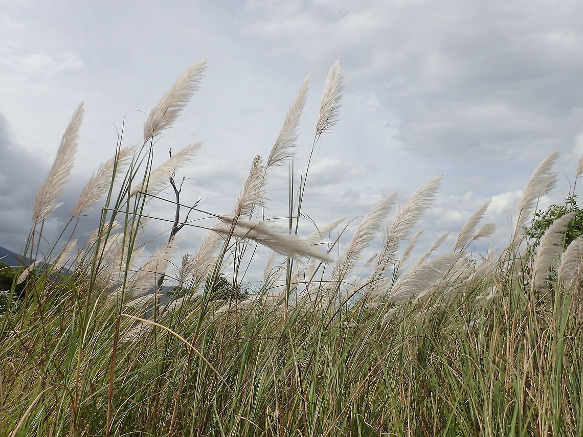 Too common This Cogon Grass - Imperata cylindrica are too common that it is probably always overlooked in term of wild life photography or even photography per se.<br />
They can grow up to 3 meters tall and their seed are fluffy.<br />
They grow easily and fast and is often considered a nuisance by gardeners.<br />
However, they have uses too, among which as roof thatching and even as skincare products. Cogon Grass,Geotagged,Grass,Imperata cylindrica,Philippines,Quezon,Summer