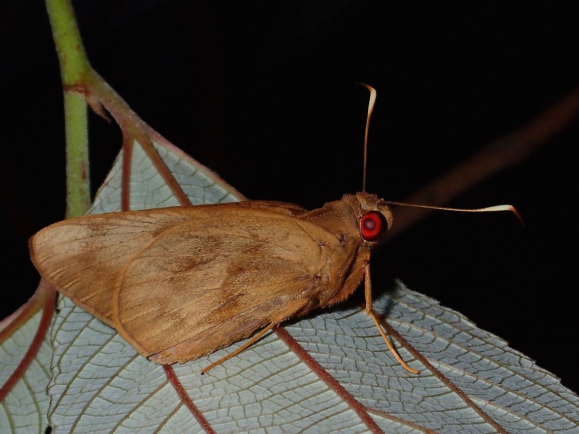 Red-eyed Beauty - Banana Skipper This is a red-eyed beauty Banana Skipper - Erionota thrax thrax.<br />
I saw a similar one when in Lombok, Indonesia last month :<br />
<br />
<figure class="photo"><a href="https://www.jungledragon.com/image/44086/red-eyed_skipper_butterfly_-_erionota_sp.html" title="Red-Eyed Skipper Butterfly - Erionota sp"><img src="https://s3.amazonaws.com/media.jungledragon.com/images/2994/44086_thumb.jpg?AWSAccessKeyId=05GMT0V3GWVNE7GGM1R2&Expires=1770854410&Signature=XMXpgzralqR8lPFsr70JZc%2FW5Lk%3D" width="200" height="150" alt="Red-Eyed Skipper Butterfly - Erionota sp Banana Skipper Butterfly  with red eyes showed up outside my hotel room when in Lombok. Banana Skipper,Butterfly,Erionota,Erionota sp,Geotagged,Indonesia,Lombok,Skipper Butterfly,Winter" /></a></figure><br />
<br />
Not sure if they are the same species.  The ID I got from Philippines Lepidoptera group list it as a sub-species - Erionota thrax thrax<br />
<br />
 Banana Skipper,Butterfly,Erionota thrax,Erionota thrax thrax,Geotagged,Palm Redeye,Philippines,Quezon,Summer
