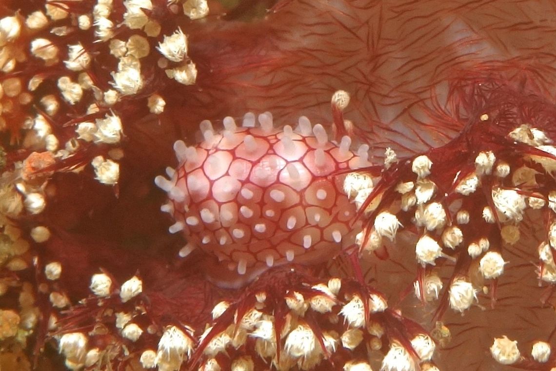 Allied Cowrie Shell - Diminovula punctata This Allied Cowrie Shell - Diminovula punctata are very well camouflaged among its soft coral host which they feeds on. Allied cowrie shell,Batangas,Diminovula punctata,Geotagged,Philippines,Winter