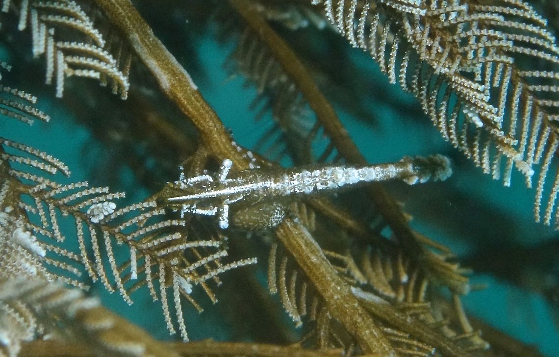 Stinging Hydroid Shrimp with Parasite - Hippolyte sp This is a tiny Shrimp - Hippolyte sp., on Stinging Hydroid.  They are very well camouflaged on its host Stinging Hydroid and this one is carrying Parasite as seen in the 'bulge' on its left side. Batangas,Fall,Geotagged,Hippolyte,Hippolyte sp.,Parasite,Philippines,Stinging Hydroid Shrimp