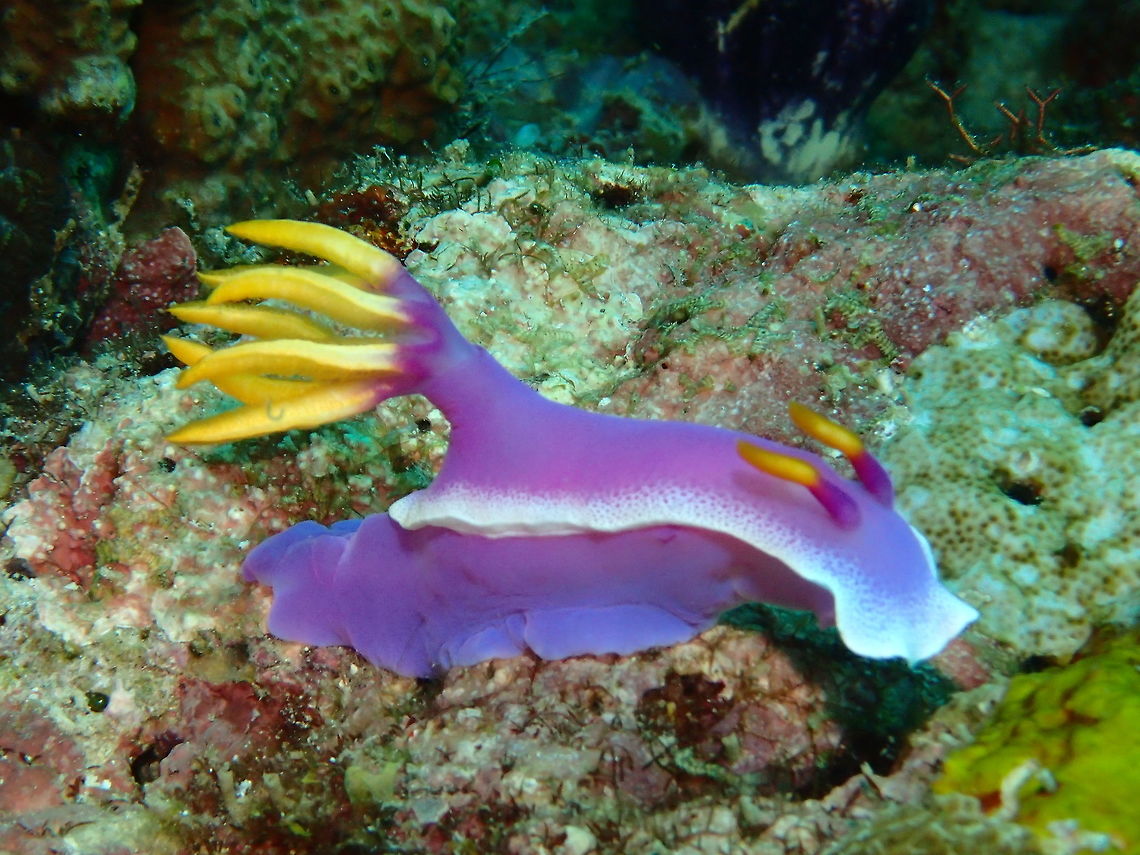 Purple & Yellow Nudibranch - Hypselodoris bullockii Bullocks Hypselodoris,Geotagged,Halgerda batangas,Hypselodoris apolegma,Hypselodoris bullockii,Nudibranch,Philippines,Summer
