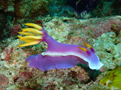 Purple & Yellow Nudibranch - Hypselodoris bullockii Bullocks Hypselodoris,Geotagged,Halgerda batangas,Hypselodoris apolegma,Hypselodoris bullockii,Nudibranch,Philippines,Summer