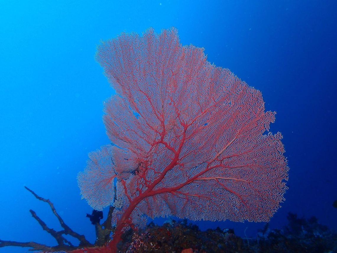 Gorgonian Seafan This seafans from the genus Gorgonia can grow to be very big.  This one was around meters in height but half (left side) of it in width has been damaged. Am not certain, but it could be possible they can group up to 3 meters or more and its a wonder how long it takes for them to grow that big! Anilao,Batangas,Geotagged,Gorgonia sp,Gorgonian Seafan,Philippines,Seafan,Summer